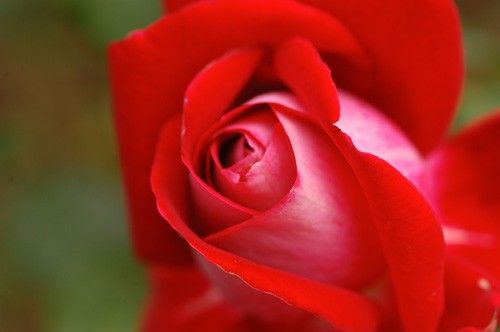 Red Rose