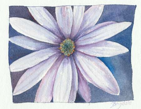 bue daisy
