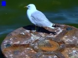 Plymouth Seagull