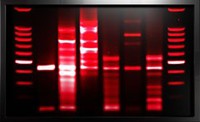 DNA lux Ruby