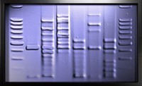 DNA lux Moon