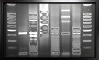 DNA lux Silver
