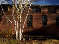 Birch Tree