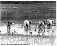 Ricefields of Authority