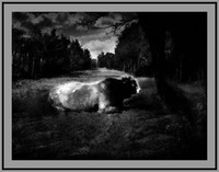 The Bull