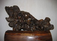 the animal that at rocks