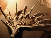 Rutting season