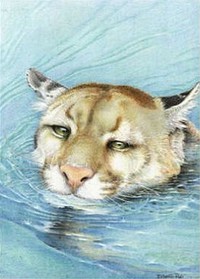 puma en el agua