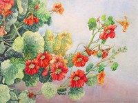 Nasturtium #1