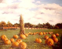 Field of Pumpkins