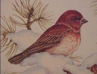 Finch Purple Winter Collection