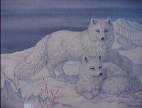 Fox Arctic Northern Wanderer
