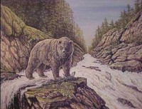 Grizzley Bear Salmon Run
