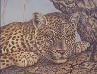 Leopard on Sausage Tree