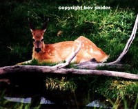 Fawn By Water