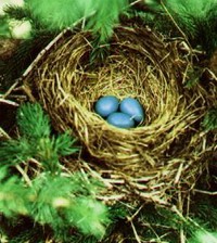 Robins Eggs