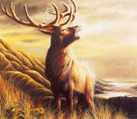 Stag